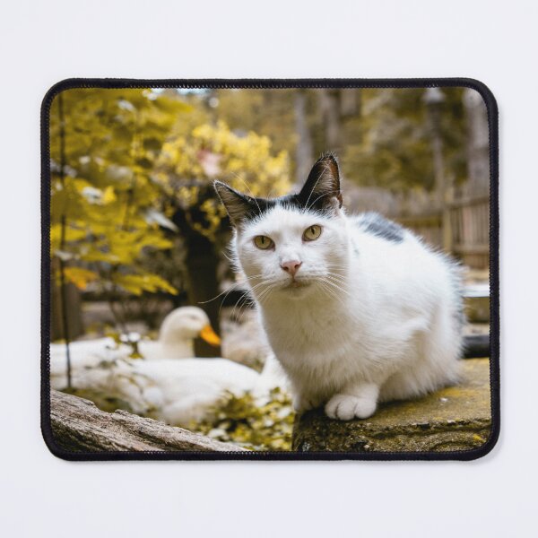 Item preview, White Cat Autumn Garden Portrait with Duck Fall Photography designed and sold by MDCCo.