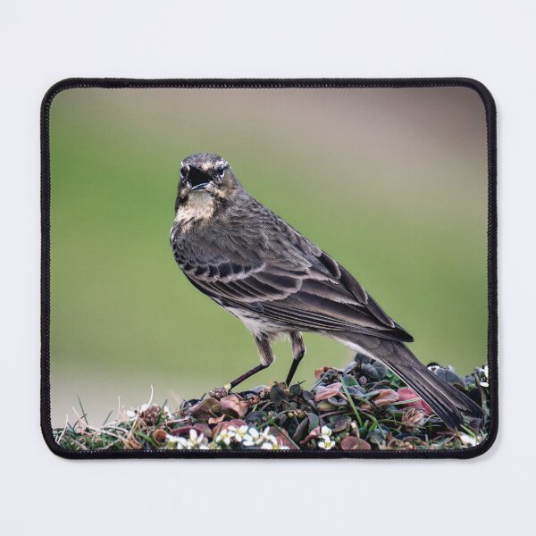 Item preview, Mistle Thrush designed and sold by Tom McPherson Photography.