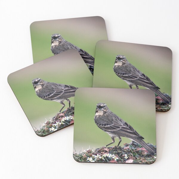 Item preview, Mistle Thrush designed and sold by Tom McPherson Photography.