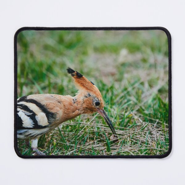 Item preview, Eurasian Hoopoe II designed and sold by Eidetic Photos.
