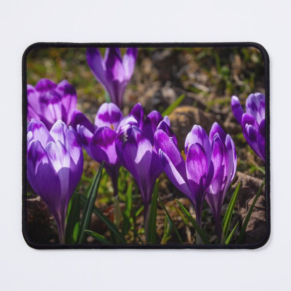 Item preview, Spring crocuses designed and sold by YarekPhoto.