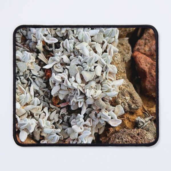 Item preview, Lichens designed and sold by Courtney Croxall.