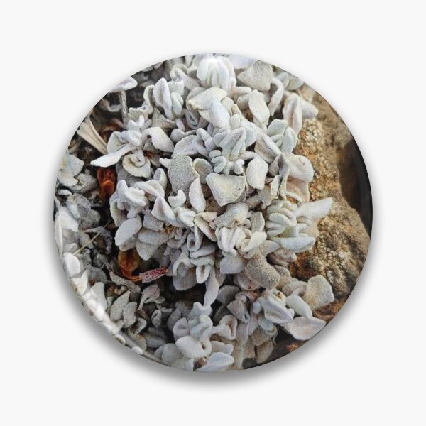 Item preview, Lichens designed and sold by Courtney Croxall.
