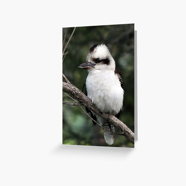 Laughing Kookaburra Greeting Card