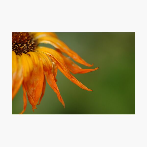 Last Dance Photographic Print