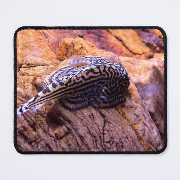 Item preview, Hill stream loach designed and sold by Courtney Croxall.