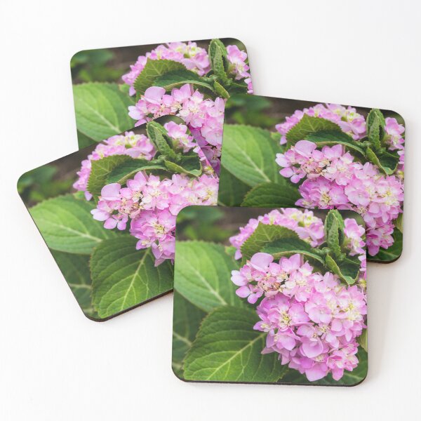Item preview, Hydrangea macrophylla designed and sold by ROSE ANN BANILAR.