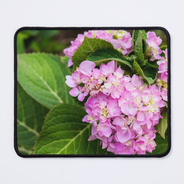 Item preview, Hydrangea macrophylla designed and sold by ROSE ANN BANILAR.