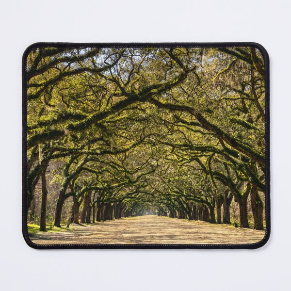 Item preview, Wormsloe Oak Alley designed and sold by DiFigianoPhoto.