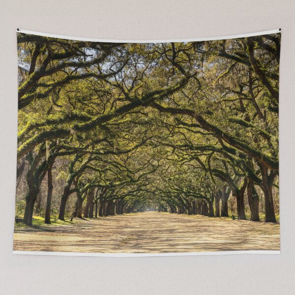 Item preview, Wormsloe Oak Alley designed and sold by DiFigianoPhoto.