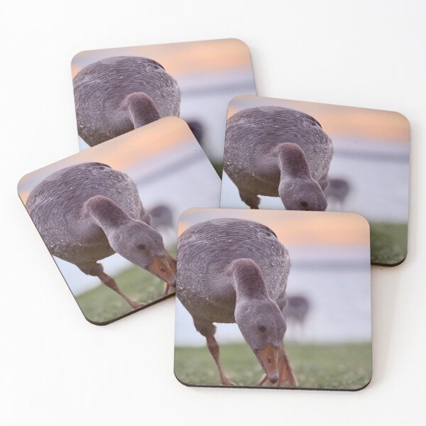 Item preview, Goose Close Up Photography at Sunset | Soft Aesthetic Nature Bird Portrait designed and sold by Sarah – Fine Art & Photography.