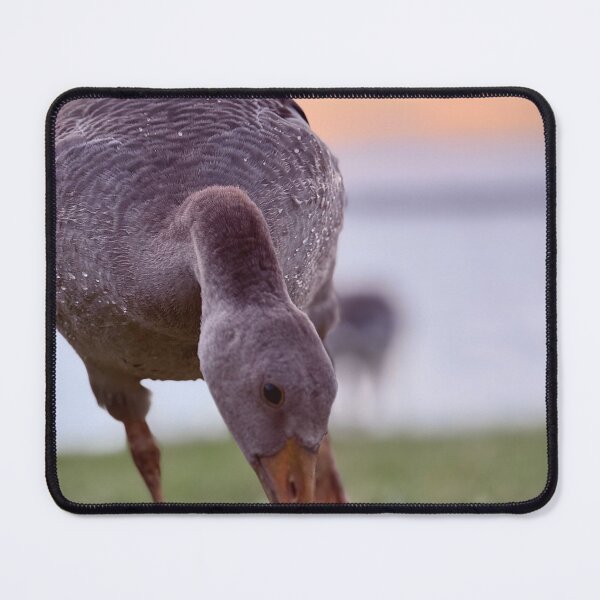 Item preview, Goose Close Up Photography at Sunset | Soft Aesthetic Nature Bird Portrait designed and sold by Sarah – Fine Art & Photography.