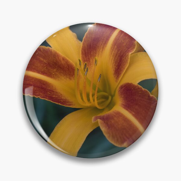 Item preview, Vibrant Two-tone Daylily in Bloom designed and sold by Georgia Mizuleva.