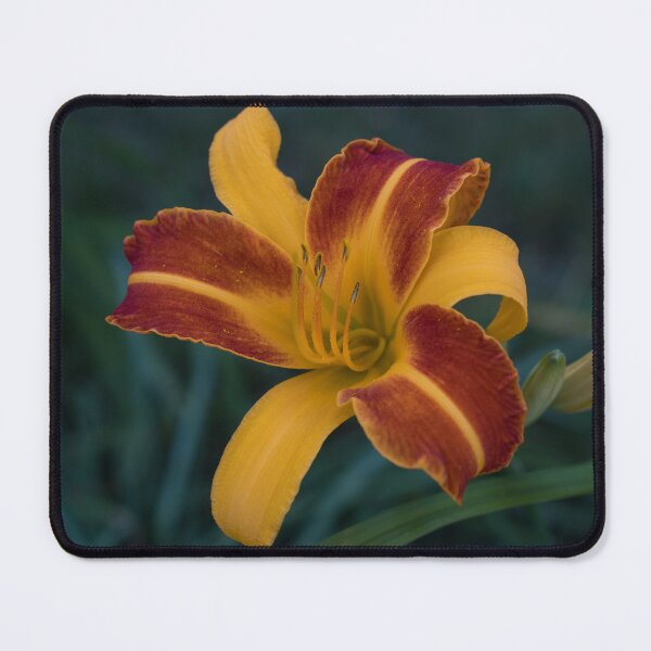 Item preview, Vibrant Two-tone Daylily in Bloom designed and sold by Georgia Mizuleva.