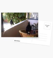Zwei Elstern singen Postkarten