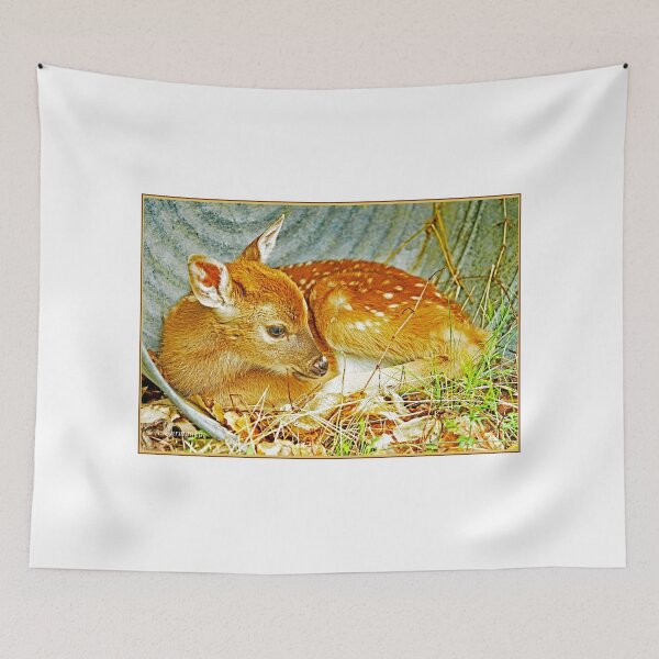 Item preview, Newborn Fawn Takes Shelter in an Old, Discarded Washtub designed and sold by AMacGPhilly.
