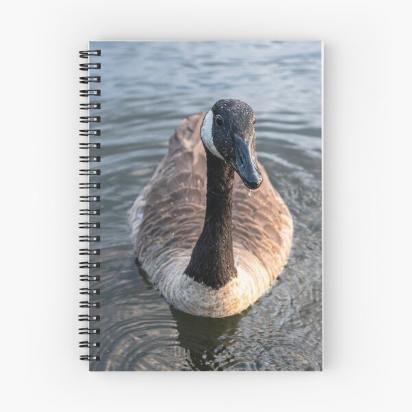 Item preview, Canada Goose Lake Cochituate Framingham Massachusetts — Wildlife Water Photography designed and sold by MDCCo.