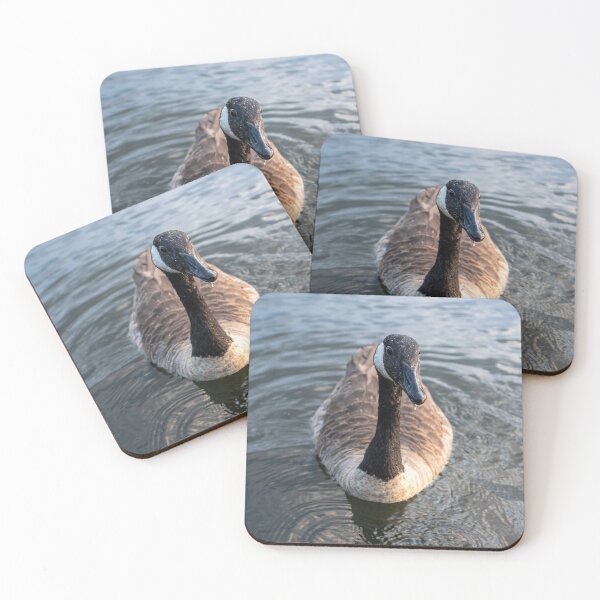 Item preview, Canada Goose Lake Cochituate Framingham Massachusetts — Wildlife Water Photography designed and sold by MDCCo.