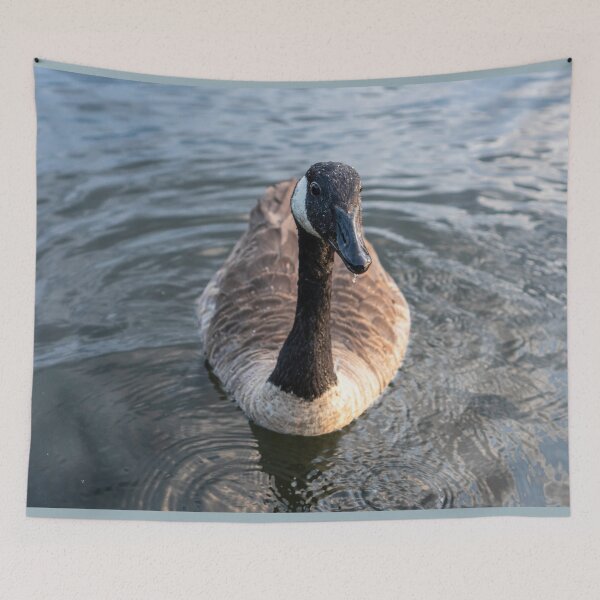Item preview, Canada Goose Lake Cochituate Framingham Massachusetts — Wildlife Water Photography designed and sold by MDCCo.