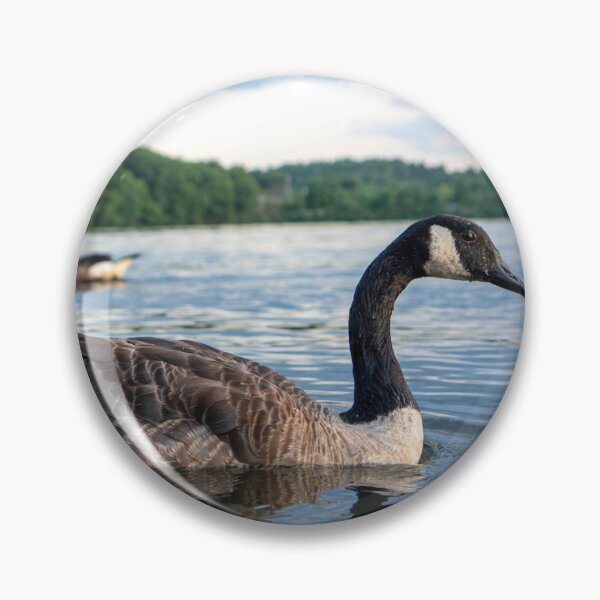 Item preview, Canada Geese Lake Cochituate Framingham Massachusetts — New England Wildlife Photography designed and sold by MDCCo.