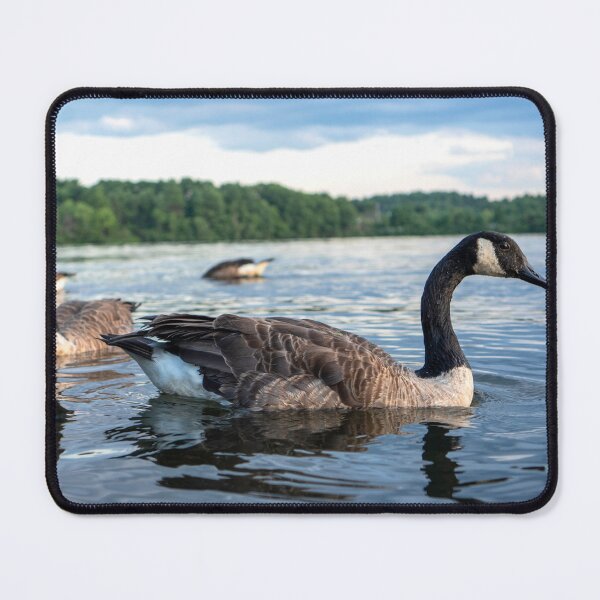 Item preview, Canada Geese Lake Cochituate Framingham Massachusetts — New England Wildlife Photography designed and sold by MDCCo.
