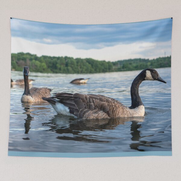 Item preview, Canada Geese Lake Cochituate Framingham Massachusetts — New England Wildlife Photography designed and sold by MDCCo.