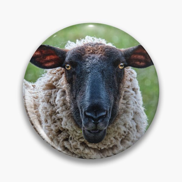 Item preview, The Scottish Blackface  designed and sold by Tom McPherson Photography.