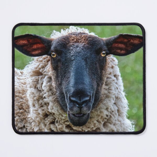Item preview, The Scottish Blackface  designed and sold by Tom McPherson Photography.