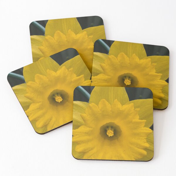 Item preview, Spring-Flowering Bulb, Narcissus Genus designed and sold by AIBPhoto.