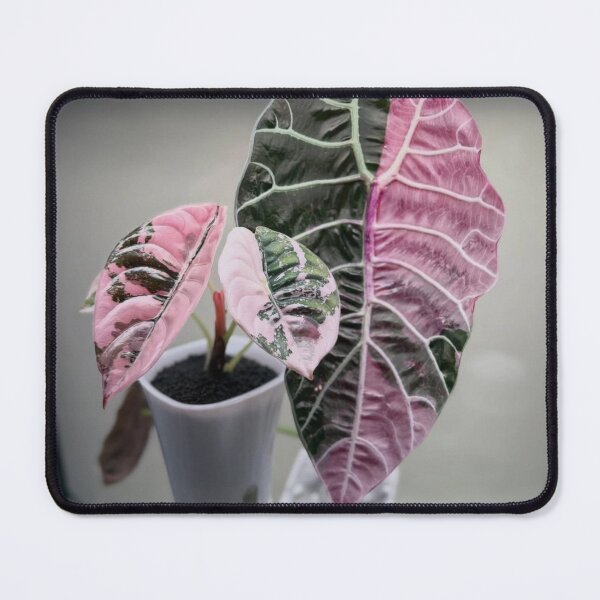 Item preview, Elegant Pink Rita's Ritas Rita s aBliss designed and sold by dishcutnes.