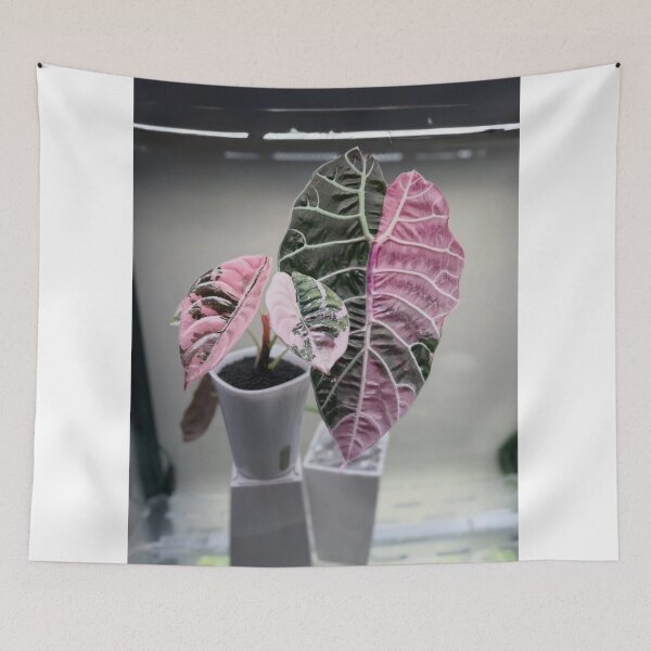 Item preview, Elegant Pink Rita's Ritas Rita s aBliss designed and sold by dishcutnes.