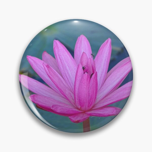 Item preview, Beautiful Pink Waterlily in a Dark Pond designed and sold by jaynerushton.