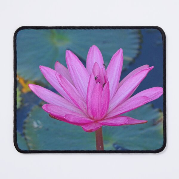 Item preview, Beautiful Pink Waterlily in a Dark Pond designed and sold by jaynerushton.