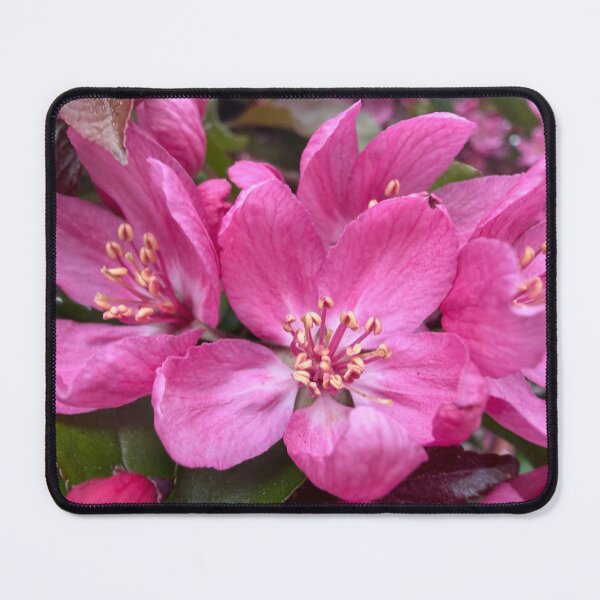Item preview, Brilliance Unfolding designed and sold by Betsy Phillips.