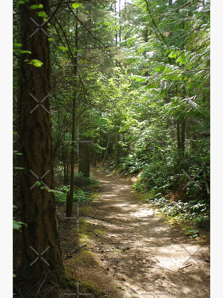 "Kettles Trail Whidbey Island" Poster by rrsum Redbubble