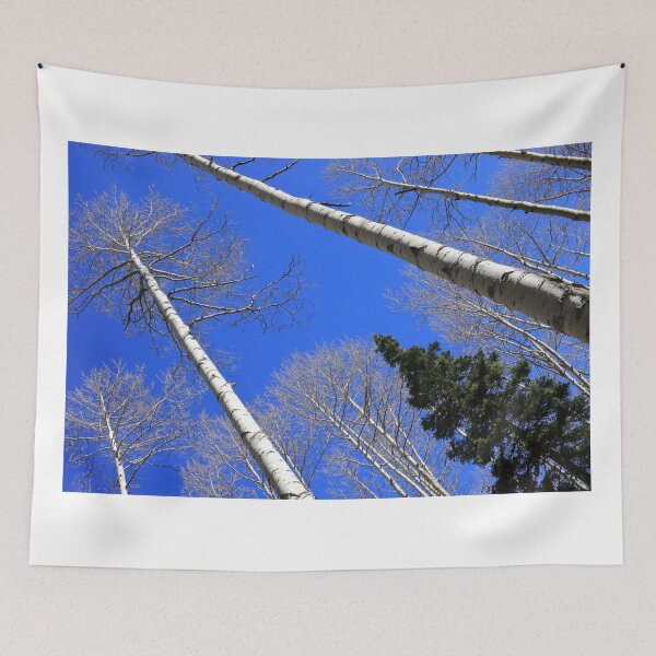 Item preview, White aspens, blue skies designed and sold by zumi.