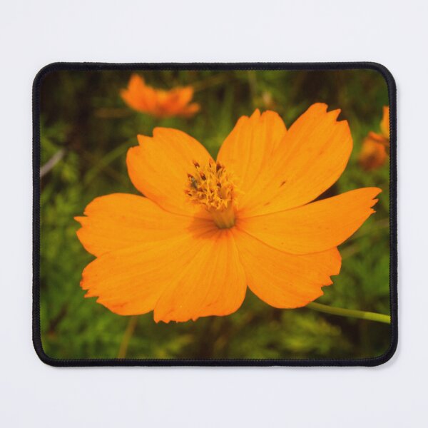 Item preview, Sulfur Cosmos 03 designed and sold by ROSE ANN BANILAR.