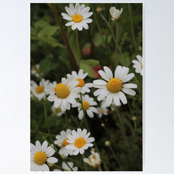 Item preview, Fresh White Daisies and Green Stems - Summer Wildflower Art designed and sold by vikko-art.