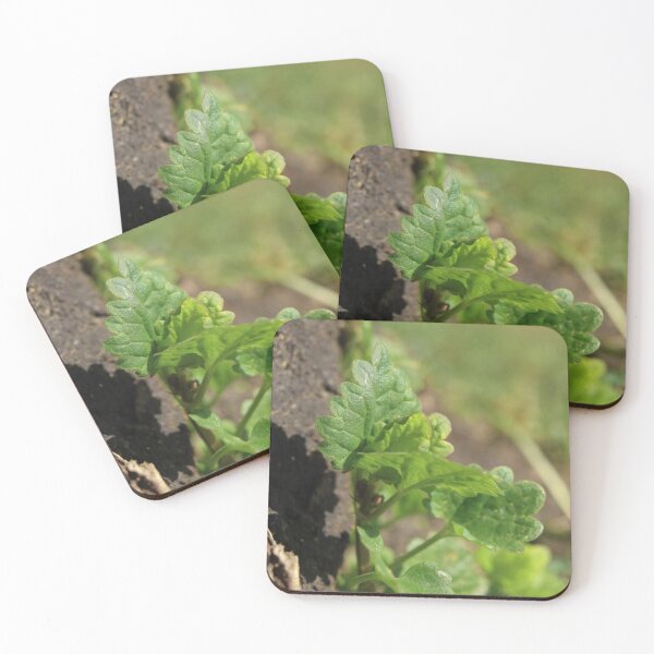 Item preview, New Growth Awakening - Detailed Botanical Close-up designed and sold by vikko-art.