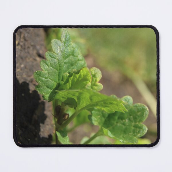 Item preview, New Growth Awakening - Detailed Botanical Close-up designed and sold by vikko-art.