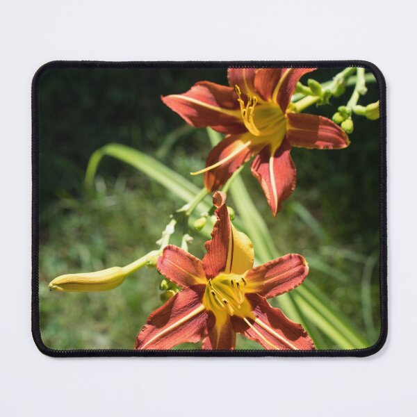 Item preview, Two Red Daylilies in Bright Sunshine designed and sold by Georgia Mizuleva.