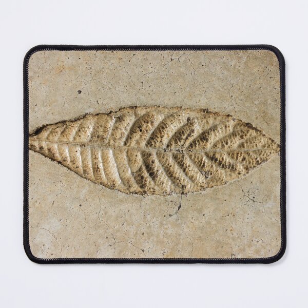 Item preview, Leaf Fossil Imprint in Pale Sedimentary Stone Close-Up Texture Natural Pattern Detail designed and sold by Nmallia.