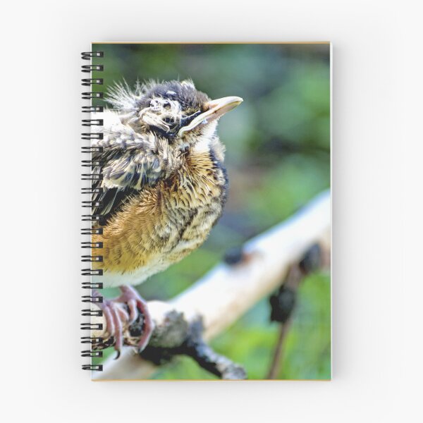 Item preview, Robin Nestling Perched on Tree Branch designed and sold by AMacGPhilly.