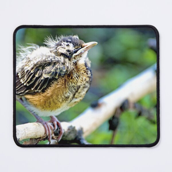 Item preview, Robin Nestling Perched on Tree Branch designed and sold by AMacGPhilly.