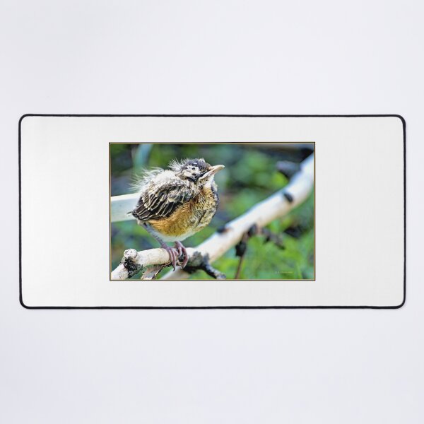 Item preview, Robin Nestling Perched on Tree Branch designed and sold by AMacGPhilly.