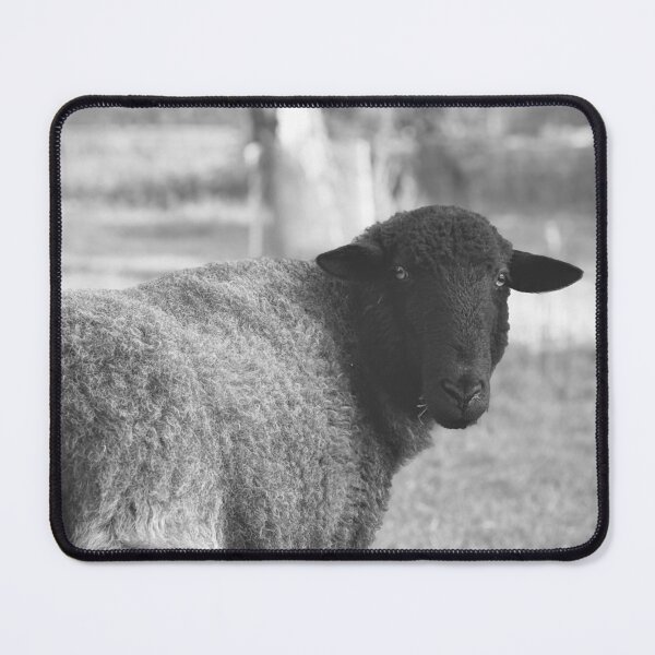 Item preview, Black Sheep Portrait in Countryside | Minimalist Black and White Animal Photography designed and sold by Sarah – Fine Art & Photography.