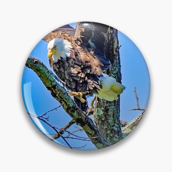 Item preview, Bald Eagle Spotting Prey, about to Attack designed and sold by AMacGPhilly.