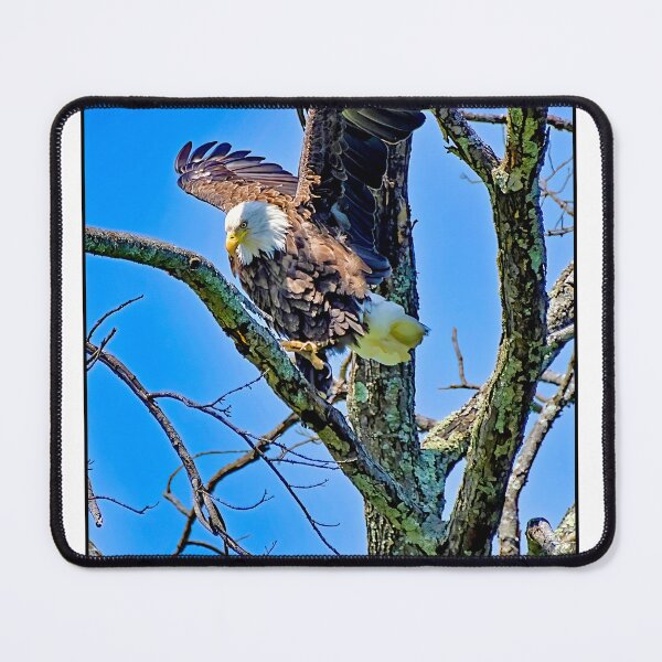 Item preview, Bald Eagle Spotting Prey, about to Attack designed and sold by AMacGPhilly.