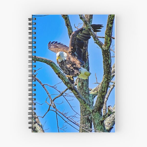 Item preview, Bald Eagle Spotting Prey, about to Attack designed and sold by AMacGPhilly.