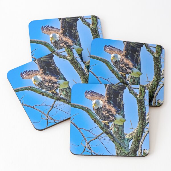Item preview, Bald Eagle Spotting Prey, about to Attack designed and sold by AMacGPhilly.